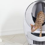 Do Cats Need Light To Use Litter Box