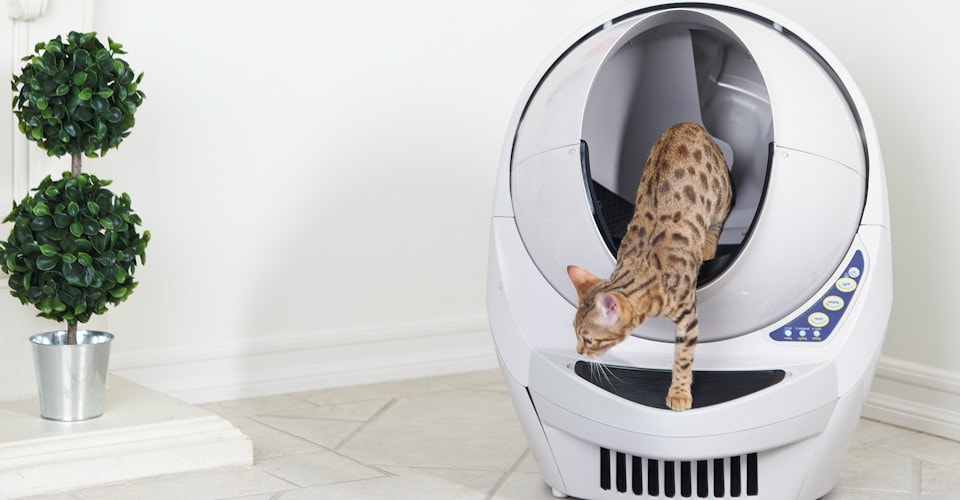 Do Cats Need Light To Use Litter Box