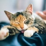 Do Female Cats Prefer Male Humans?