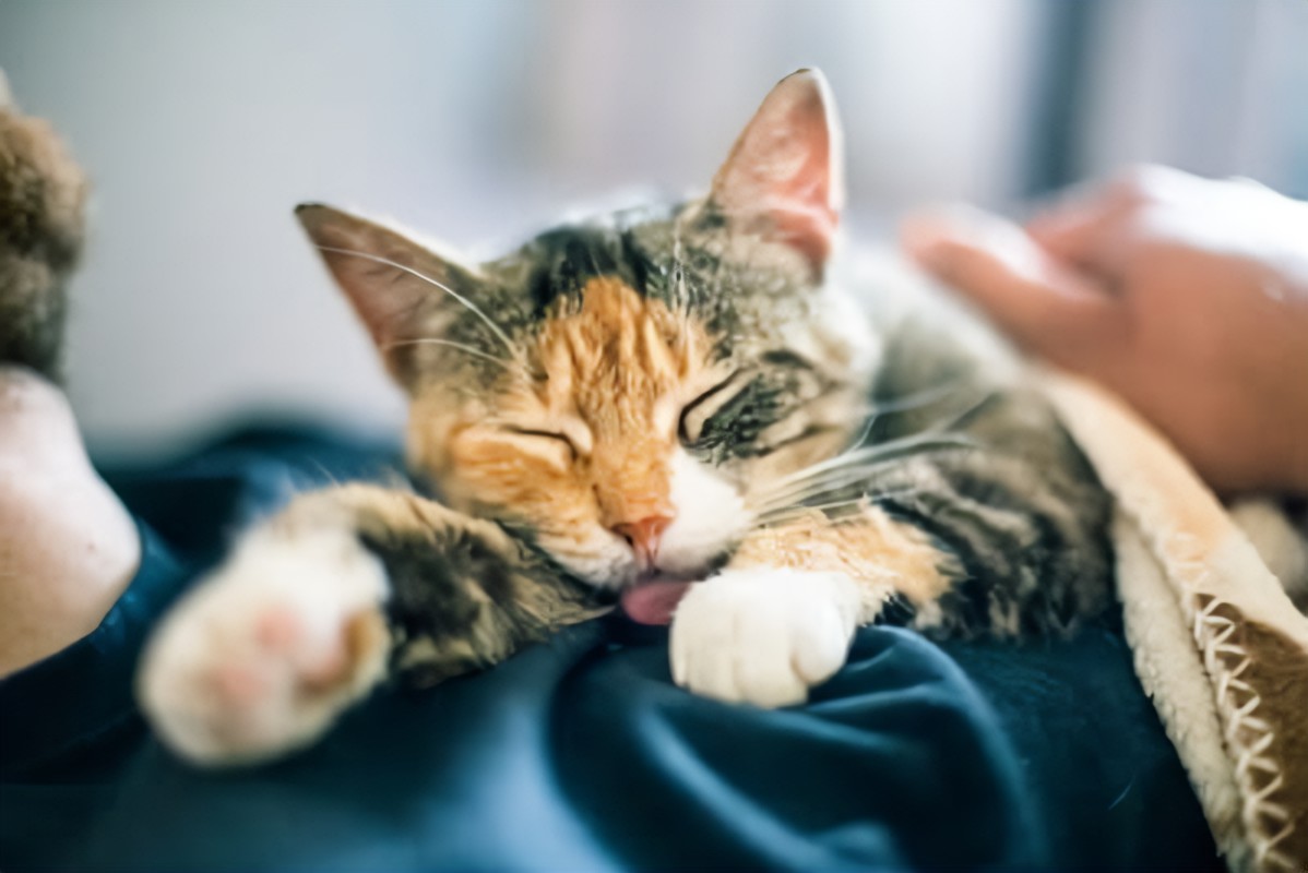 Do Female Cats Prefer Male Humans?