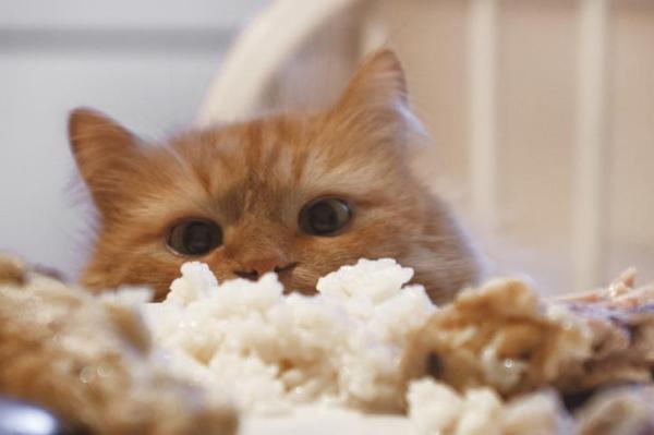 Health Benefit of Jasmine Rice For Cats