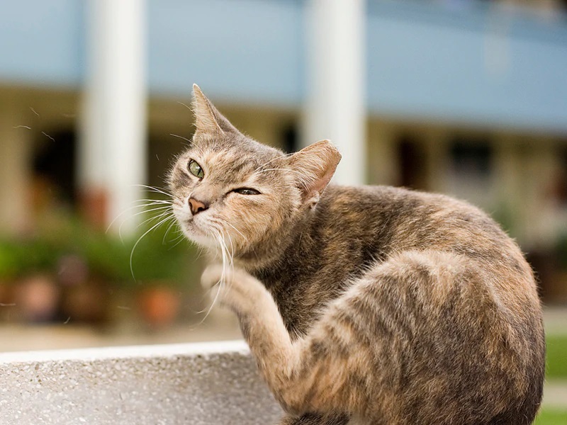 How Long After Deworming A Cat Are The Worms Gone