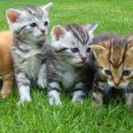 How To Tell if Your Cat Is a Runt
