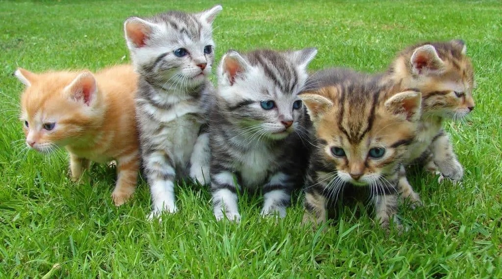 How To Tell if Your Cat Is a Runt