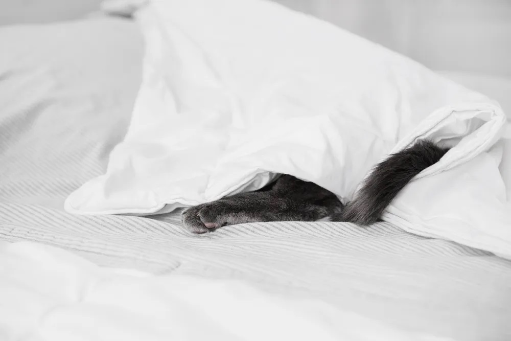 How to Keep Your Cat From Crawling Under Blankets