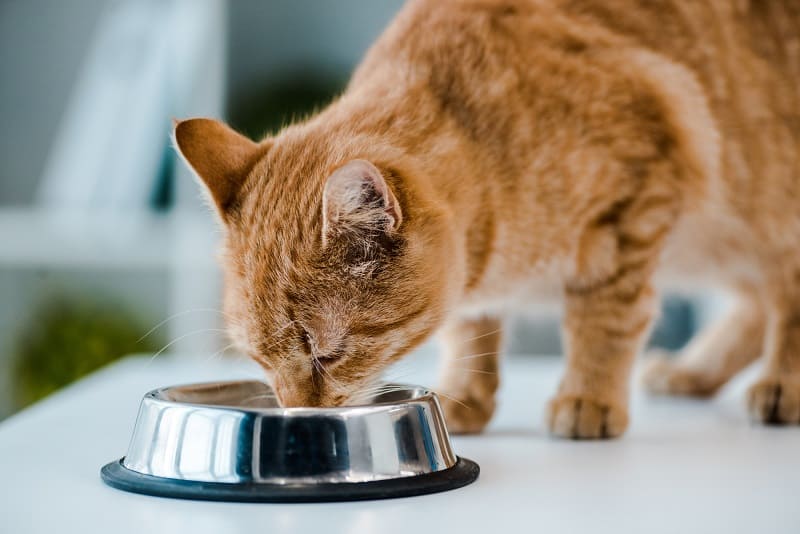 How to Prevent Cat Overfeeding at Night