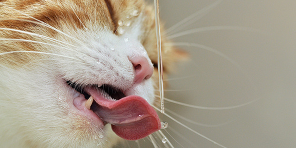 How to Prevent Cats from Putting Food in Their Water Bowls