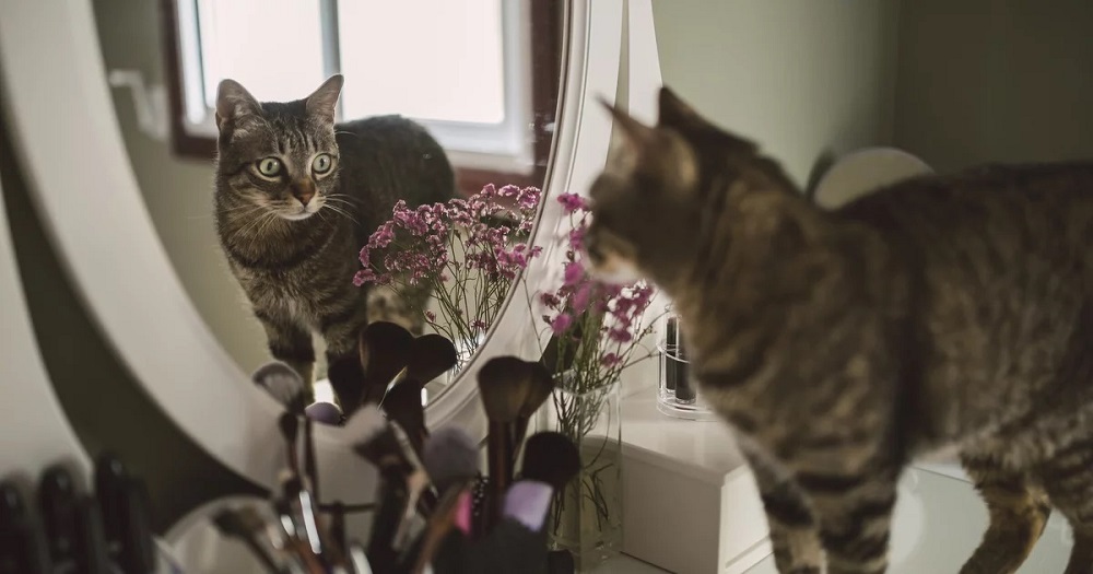 How to Stop your Cat from Scratching the Mirror