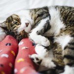 I Hit My Cat - Will It Hate Me