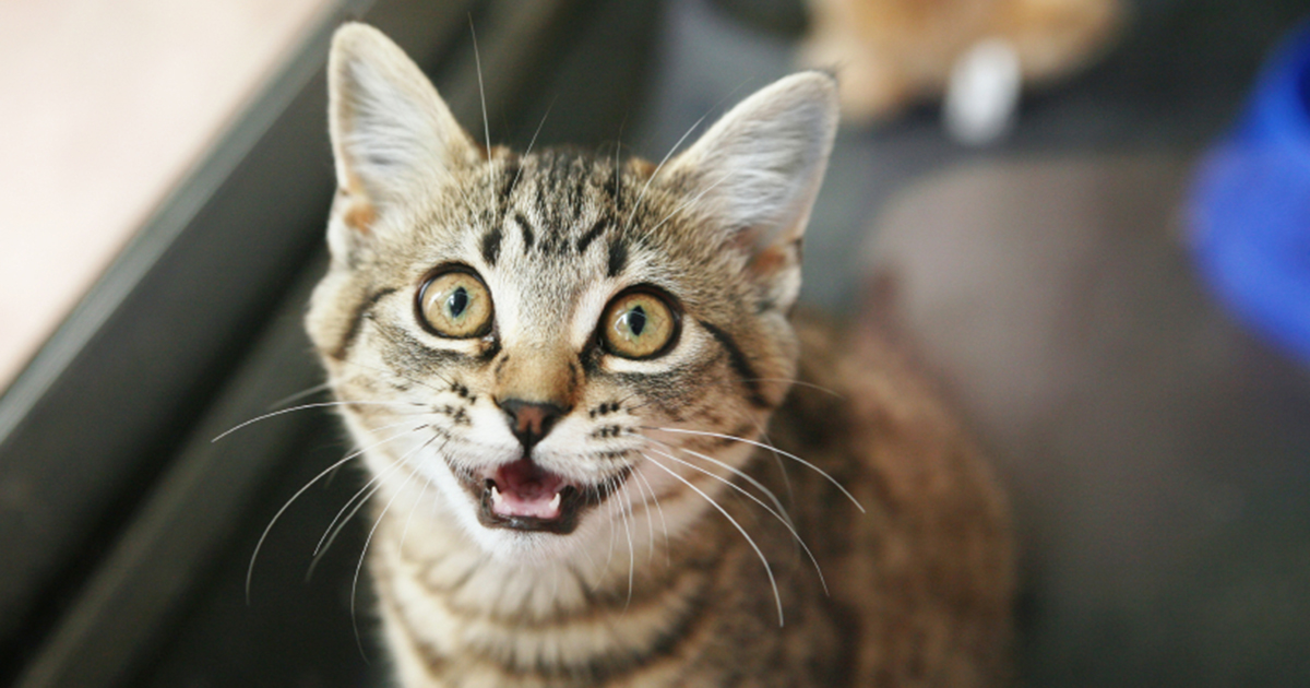 I Just Adopted A Cat And It Won't Stop Meowing