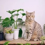 Is Witch Hazel Safe For Cats?