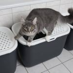 Locking Cat In Room With Litter Box