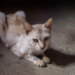 Old Cat Losing Weight But Eating Well