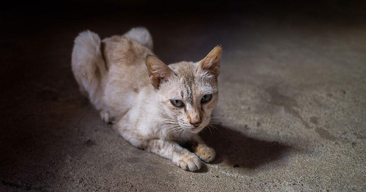 Old Cat Losing Weight But Eating Well
