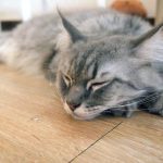 What Do Cats Hate To Walk On