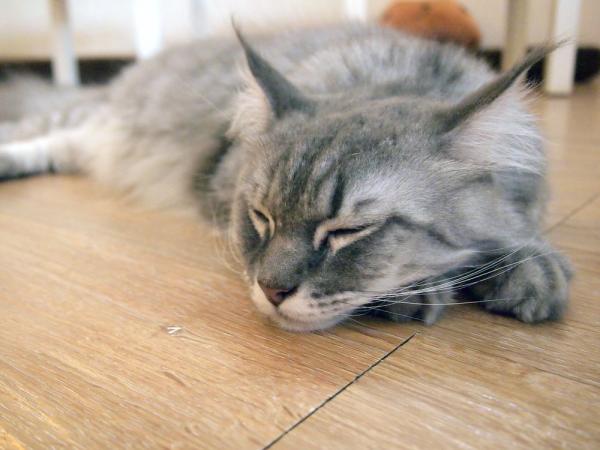 What Do Cats Hate To Walk On