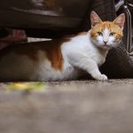 What Does It Mean When A Stray Cat Follows You