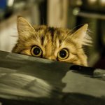 What Frequency Annoys Cats