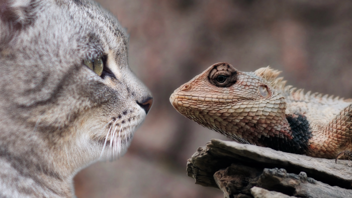 What Happens If A Cat Eats A Lizard?