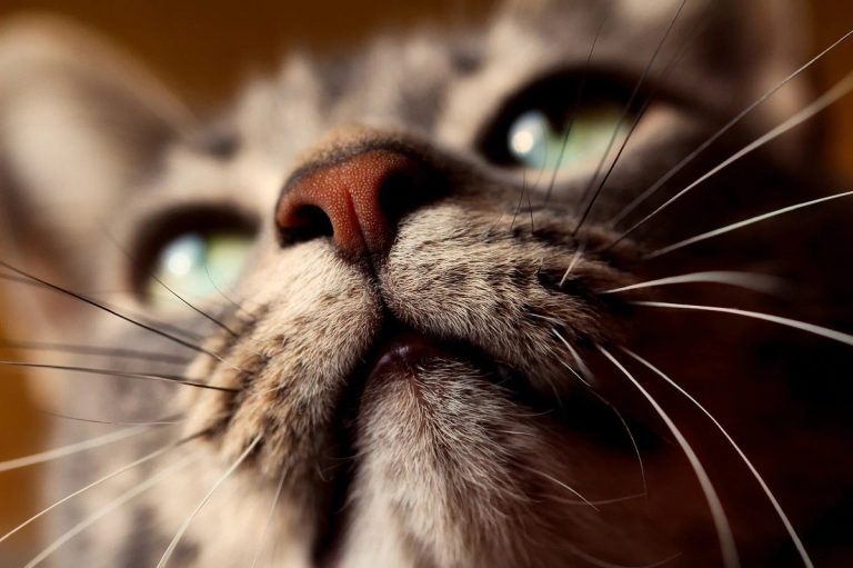 What Happens If You Cut A Cat’s Whiskers?