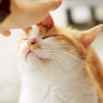 What Language Do Cats Think In