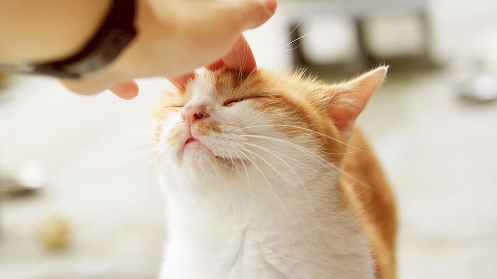 What Language Do Cats Think In