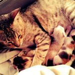 When Can My Cat Go Outside After Giving Birth
