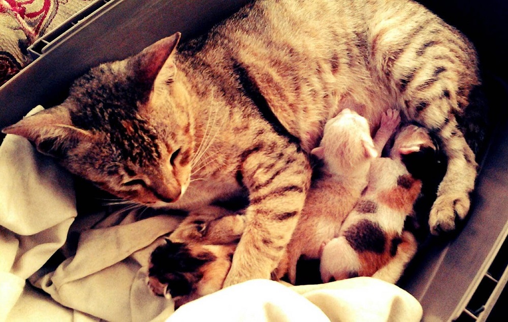 When Can My Cat Go Outside After Giving Birth