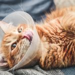When Is It Too Late To Neuter a Cat