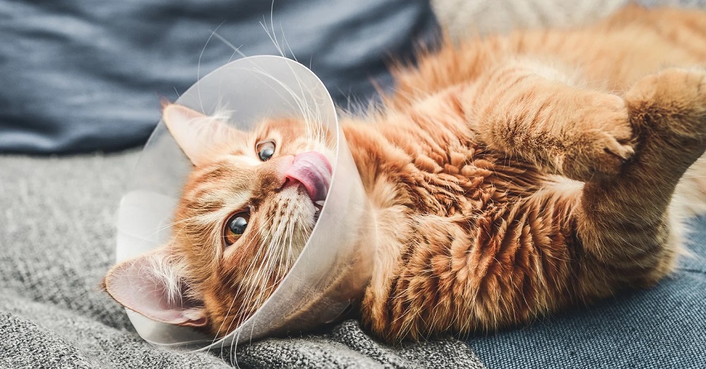 When Is It Too Late To Neuter a Cat