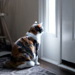 Why Cats Hate Closed Doors?