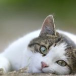 Why Do Cats Cross Their Front Paws?