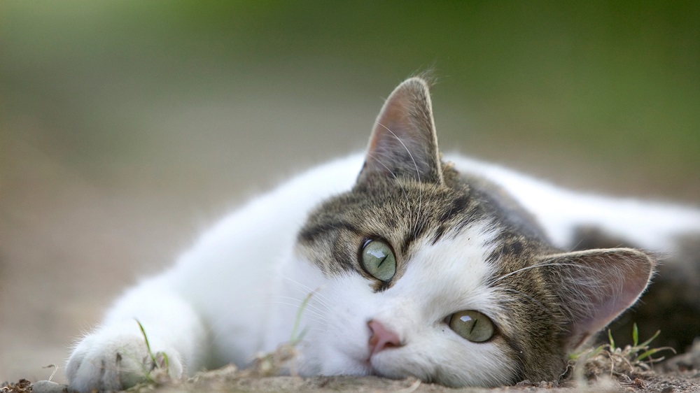 Why Do Cats Cross Their Front Paws?