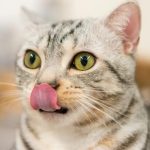 Why Do Cats Lick Their Lips When Angry