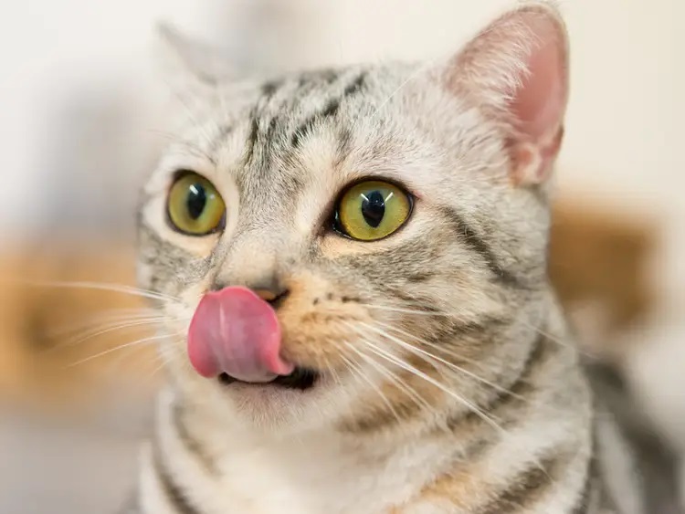 Why Do Cats Lick Their Lips When Angry
