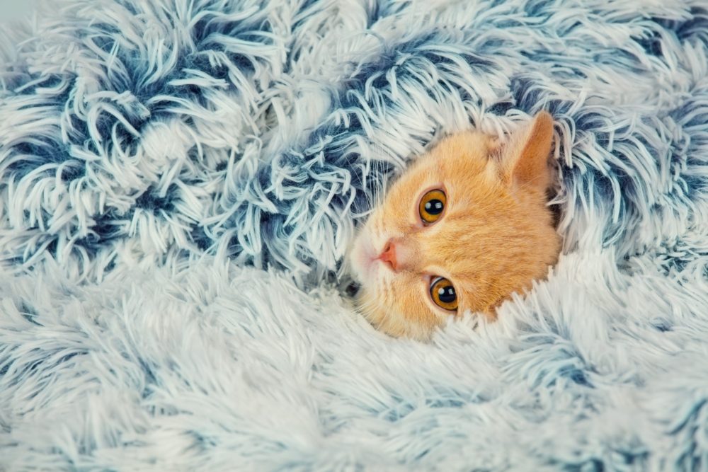Why Do Cats Like Being Under Blankets?