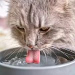 Why Do Cats Put Food in Their Water Bowl?