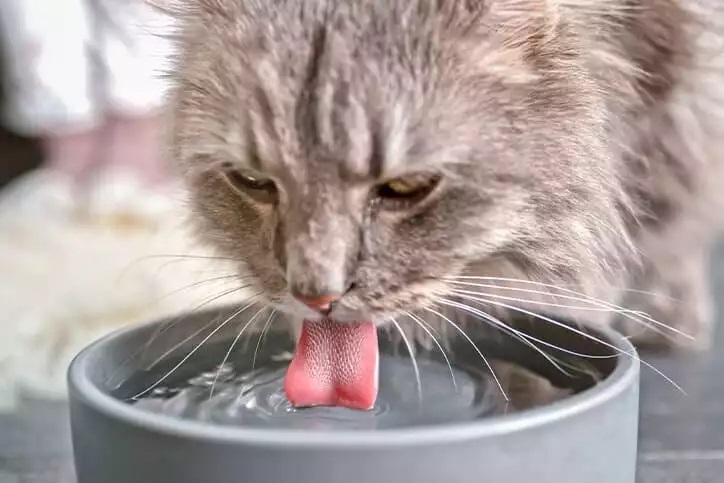 Why Do Cats Put Food in Their Water Bowl?