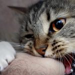 Why Do Cats Rub Their Teeth on You
