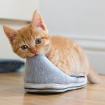 Why Does My Cat Lay on My Shoes?