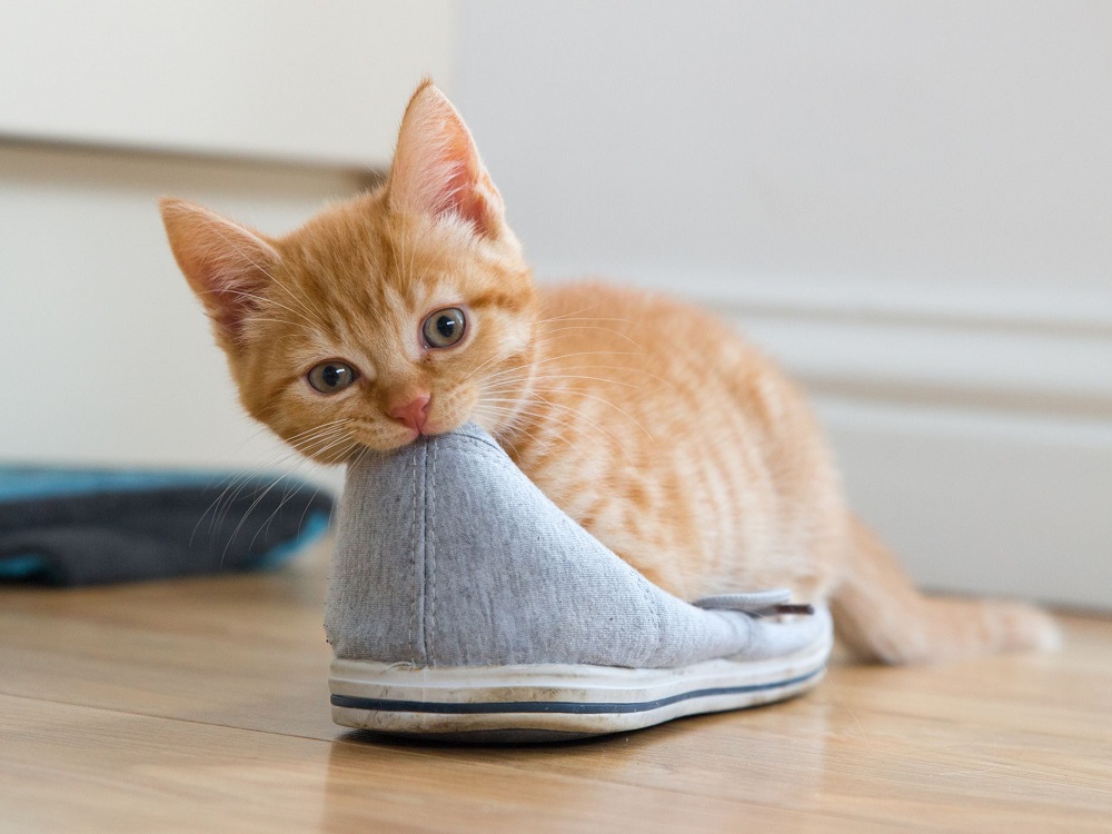 Why Does My Cat Lay on My Shoes?