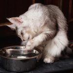 Why Does My Cat Paw at Her Water Bowl?