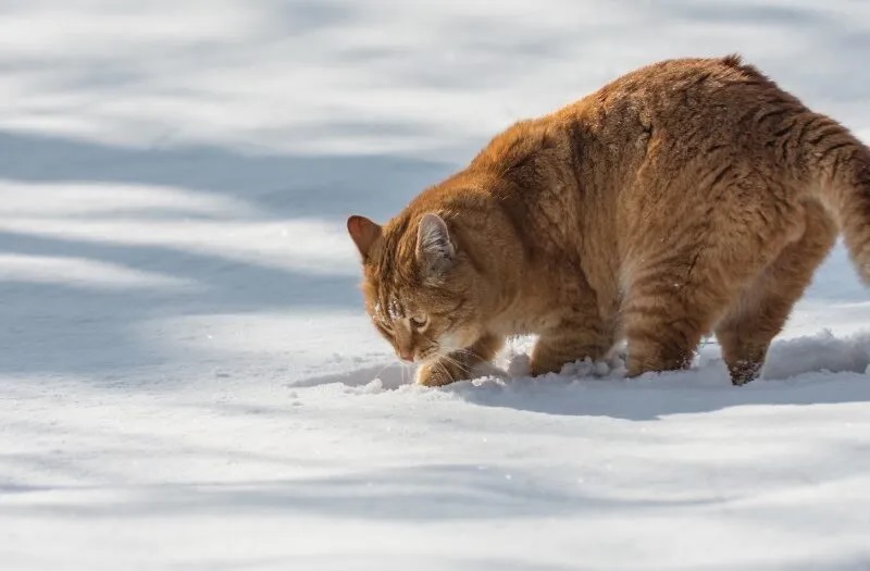 Why Does My Cat Try to Bury Her Food