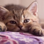 Why Is Cat Drooling But Acting Normal
