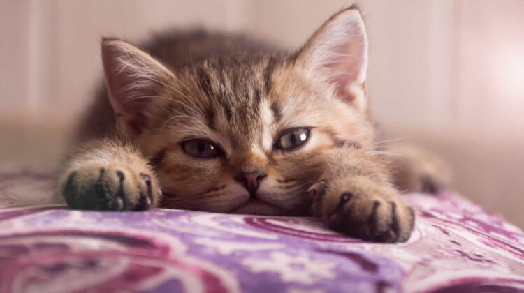 Why Is Cat Drooling But Acting Normal