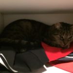 Why Is Cat Sleeping In Closet