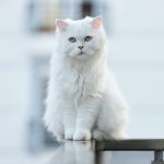 Why Is Cat Sneezing After Vet Visit?