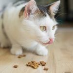 Why Is My Cat Not Eating Food But Only Eats Treats