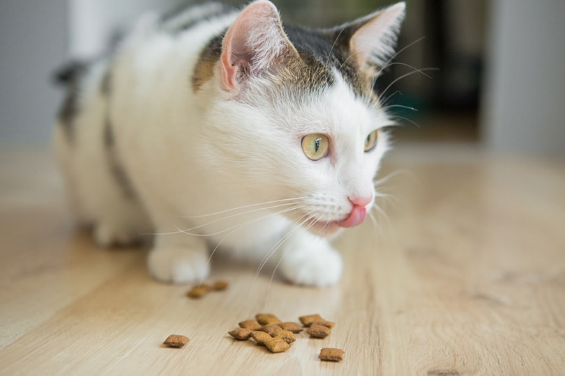 Why Is My Cat Not Eating Food But Only Eats Treats