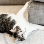 Why Is My Cat So Badly Behaved?